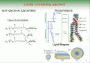 Biochemistry & Enzyme (생화학 및 효소 개론) 7페이지