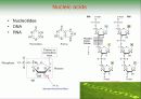 Biochemistry & Enzyme (생화학 및 효소 개론) 18페이지