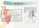 치료적 마사지(허리부 근육의 기시 정지 작용 신경지배 및 혈관공급) 7페이지