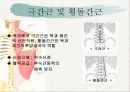 치료적 마사지(허리부 근육의 기시 정지 작용 신경지배 및 혈관공급) 10페이지