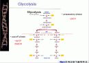 해당과정 glycolysis metabolism 7페이지