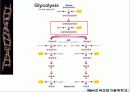 해당과정 glycolysis metabolism 13페이지