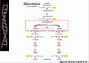 해당과정 glycolysis metabolism 15페이지