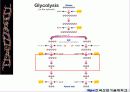 해당과정 glycolysis metabolism 22페이지
