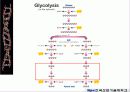 해당과정 glycolysis metabolism 24페이지
