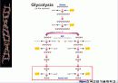 해당과정 glycolysis metabolism 26페이지