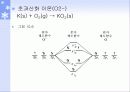 1족 원소 알칼리 금속 13페이지