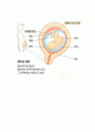 임신과 출산 23페이지