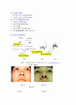 외모지상주의로 인한 성형의 실태와 종류 및 그 문제점에 관한 고찰 6페이지