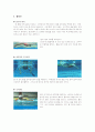 수영영법-자유형, 배영, 평영, 접영 21페이지