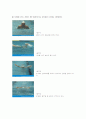 수영영법-자유형, 배영, 평영, 접영 22페이지