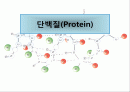 [생물]단백질에 대해서... 1페이지