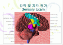 감각 및 지각 평가(Sensory Exam) 1페이지