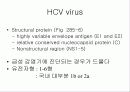 급성 바이러스성 간염 (acute viral hepatitis ) 45페이지