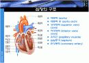 생리학 : 심장과 순환  17페이지