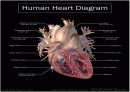 생리학 : 심장과 순환  18페이지