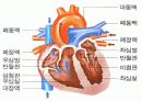 생리학 : 심장과 순환  20페이지