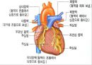 생리학 : 심장과 순환  23페이지