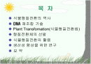 Plant Transformation (식물형질전환) 발표용 자료. 2페이지