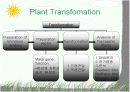 Plant Transformation (식물형질전환) 발표용 자료. 7페이지