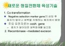 Plant Transformation (식물형질전환) 발표용 자료. 28페이지