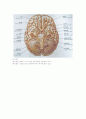 신경의 구조와 기능 13페이지
