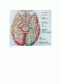 신경의 구조와 기능 14페이지
