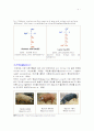 돼지모색과 관련 후보유전자 ASIP(Agouti signalling protein) 4페이지