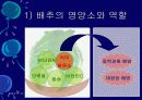 김치의 영양적 특성과 발효과정 9페이지