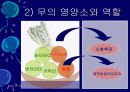김치의 영양적 특성과 발효과정 13페이지