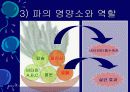김치의 영양적 특성과 발효과정 16페이지