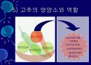 김치의 영양적 특성과 발효과정 22페이지