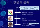 김치의 영양적 특성과 발효과정 32페이지