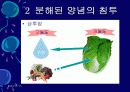 김치의 영양적 특성과 발효과정 34페이지