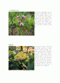 꽃의 전설 3페이지