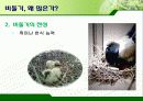 서울시의 과다한 비둘기의 폐해와 그 해결방안(파워포인트 발표 자료) 17페이지