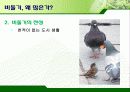 서울시의 과다한 비둘기의 폐해와 그 해결방안(파워포인트 발표 자료) 19페이지