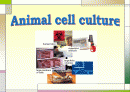 Animal cell culture PPT발표 1페이지