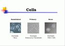 Animal cell culture PPT발표 5페이지