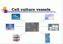 Animal cell culture PPT발표 11페이지