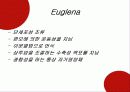 하수처리에 이용되는 미생물(파포) 12페이지