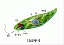 하수처리에 이용되는 미생물(파포) 13페이지