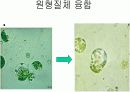 gmo(유전자 변형 농산물) 6페이지