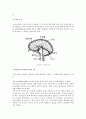  심리학, 발달심리학, 행동의 생물학적 기초 뇌 3페이지