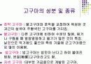 고구마 가공식품 종류, 생산현황-후회없음- 6페이지