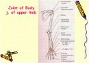 관절 의학용어 파워포인트 발표자료  Articular System  13페이지