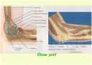 관절 의학용어 파워포인트 발표자료  Articular System  15페이지