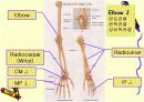 관절 의학용어 파워포인트 발표자료  Articular System  17페이지