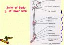 관절 의학용어 파워포인트 발표자료  Articular System  18페이지