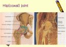 관절 의학용어 파워포인트 발표자료  Articular System  20페이지